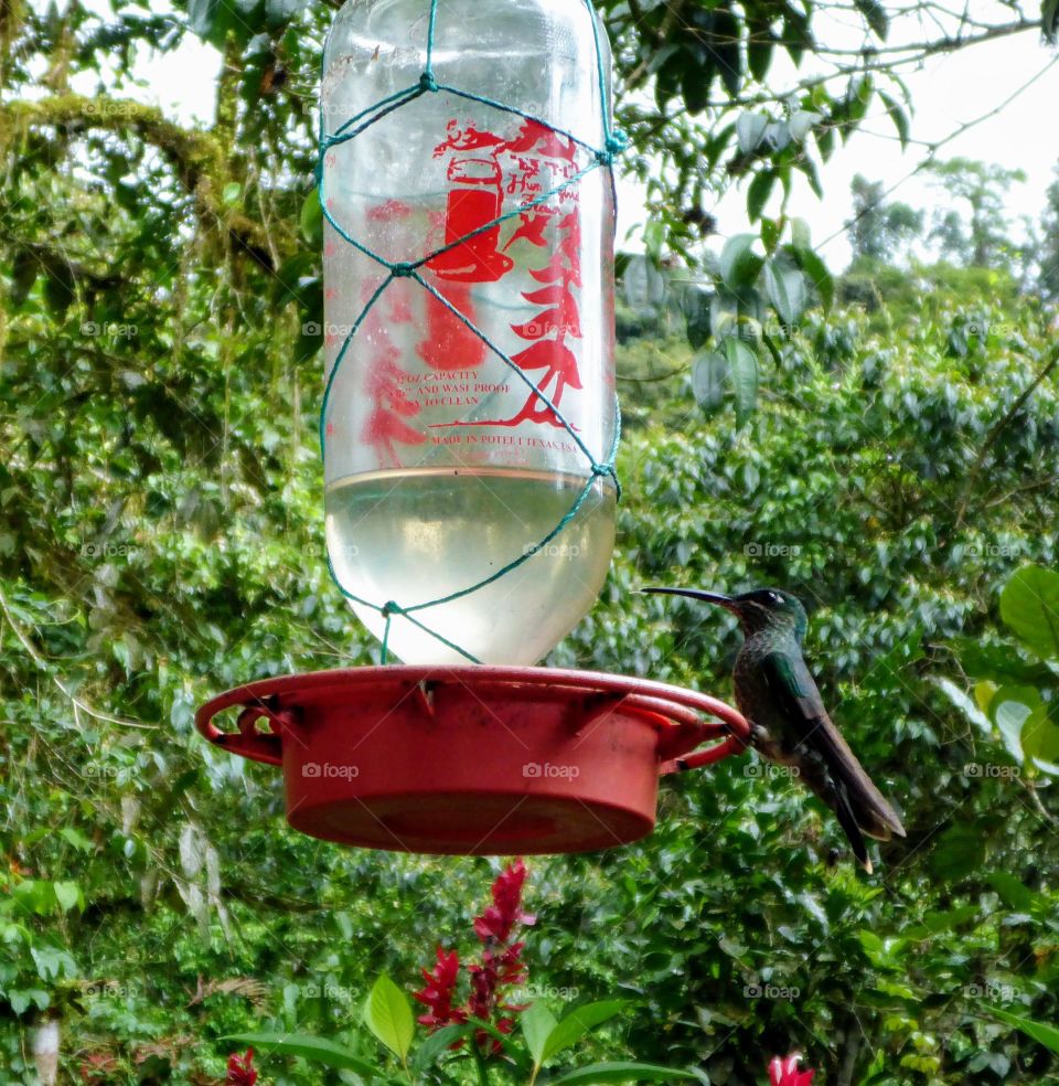 Hummingbird feeder