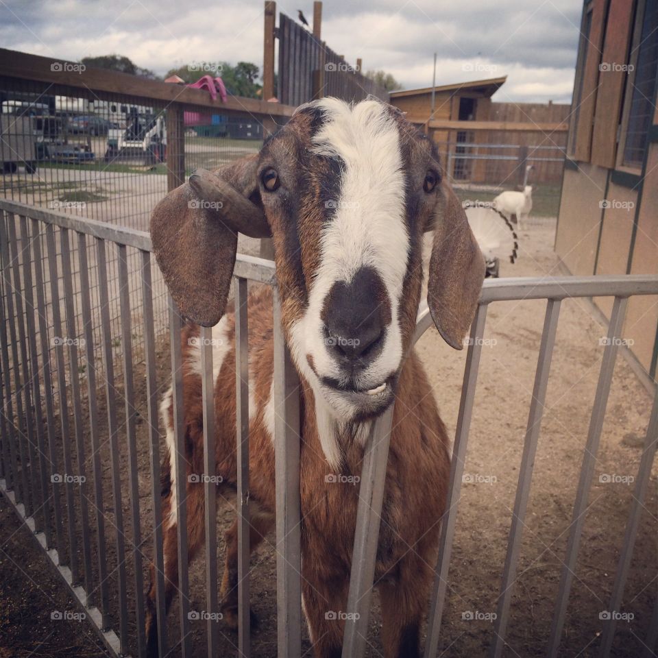 Bahhhhh. Met this goat at an animal sanctuary.  Biggest personality you could ever meet