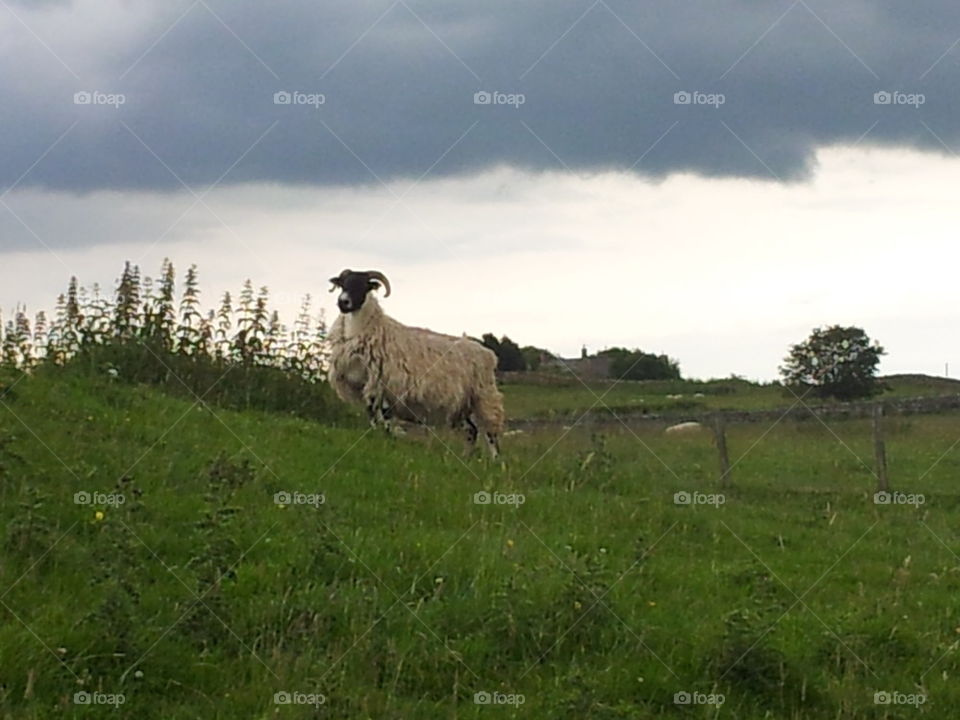 lone sheep