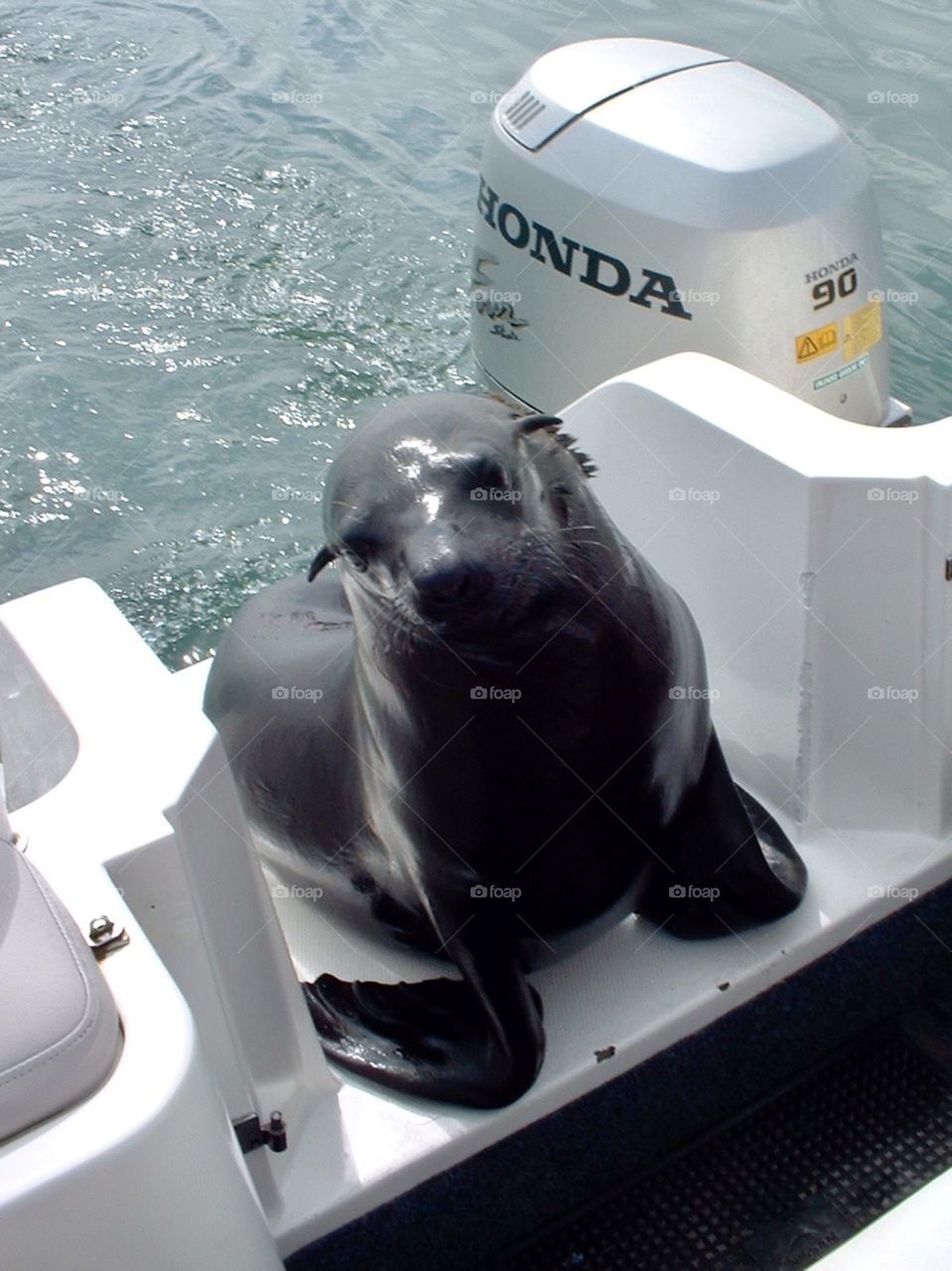 Seal on back of boat