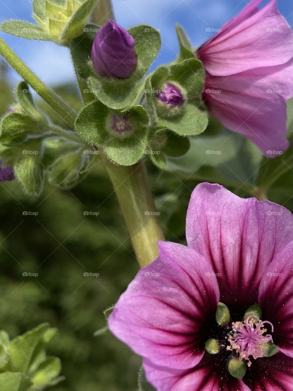 Purple flower with a black center and new purple buds bursting out of green leaves celebrating spring.