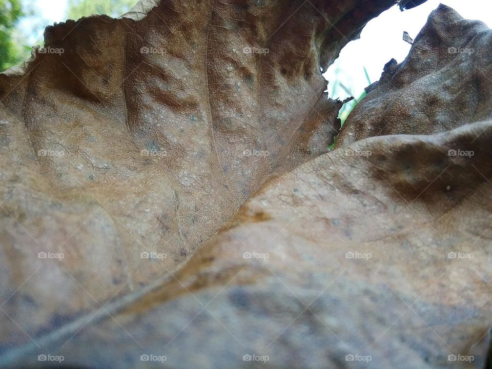 Folha seca jogada ao chão.