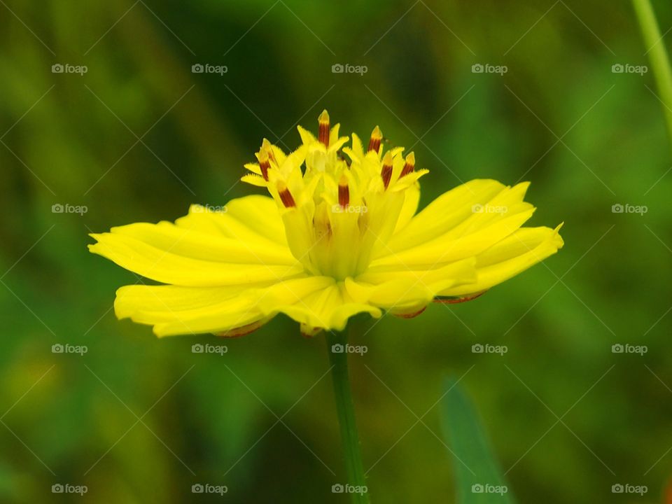 Yellow cosmos flower in green blur background