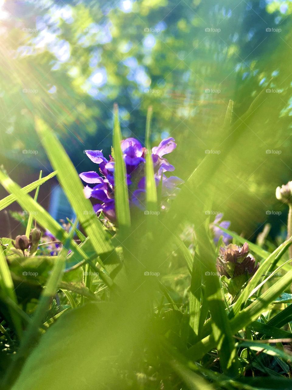 Sun shining on a purple flower inflorescence, pictures through the grass in Spring.