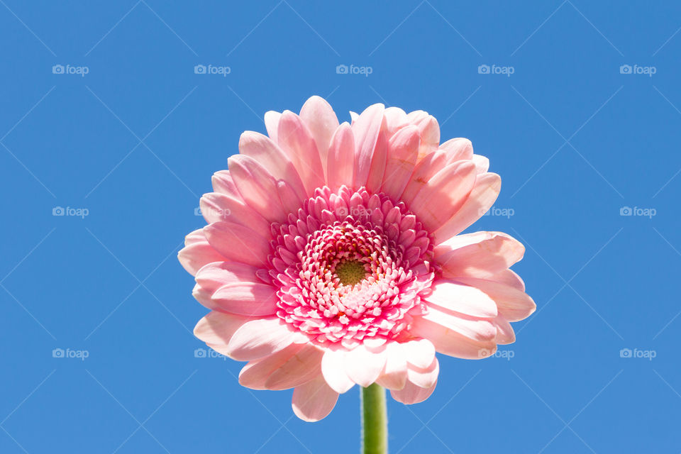 Pink Gerbera flower in fair weather with blue sky 