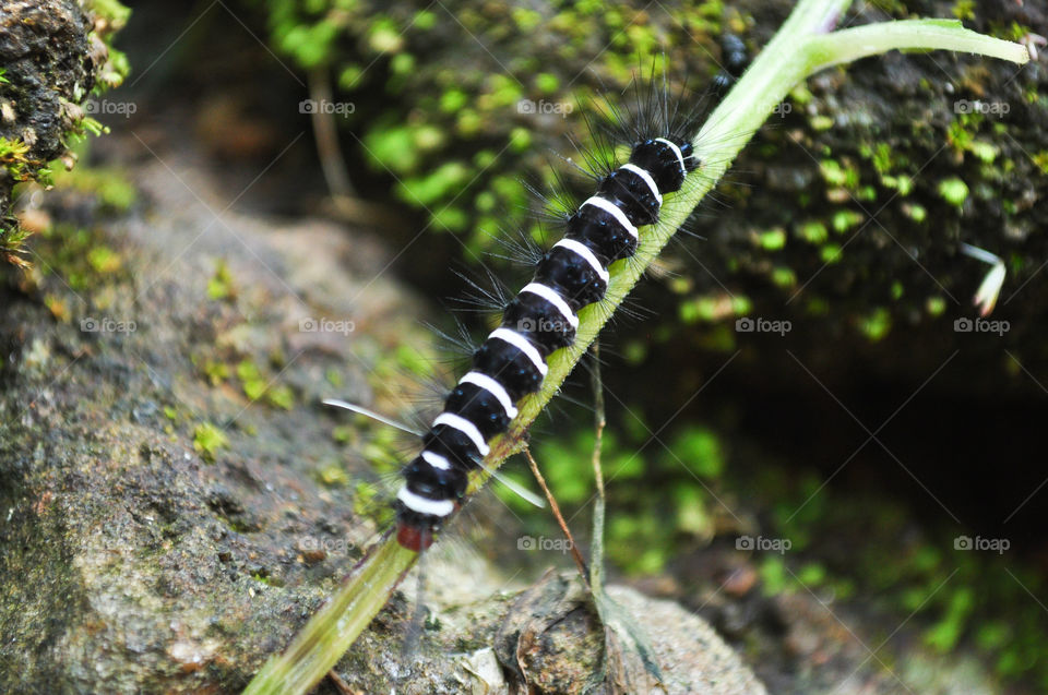 A caterpillar that travels on a twig