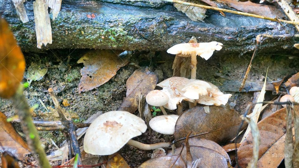 forest mushroom