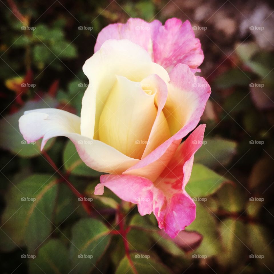 ROSE - 🌼#Flores do nosso #jardim, para alegrar e embelezar nosso dia!
#Jardinagem é nosso #hobby.
🌹
#flor #flowers #fower #pétalas #garden #natureza #nature #flora