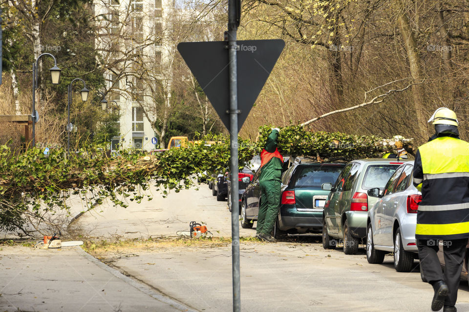 Storm in Munich . Broken Tree 