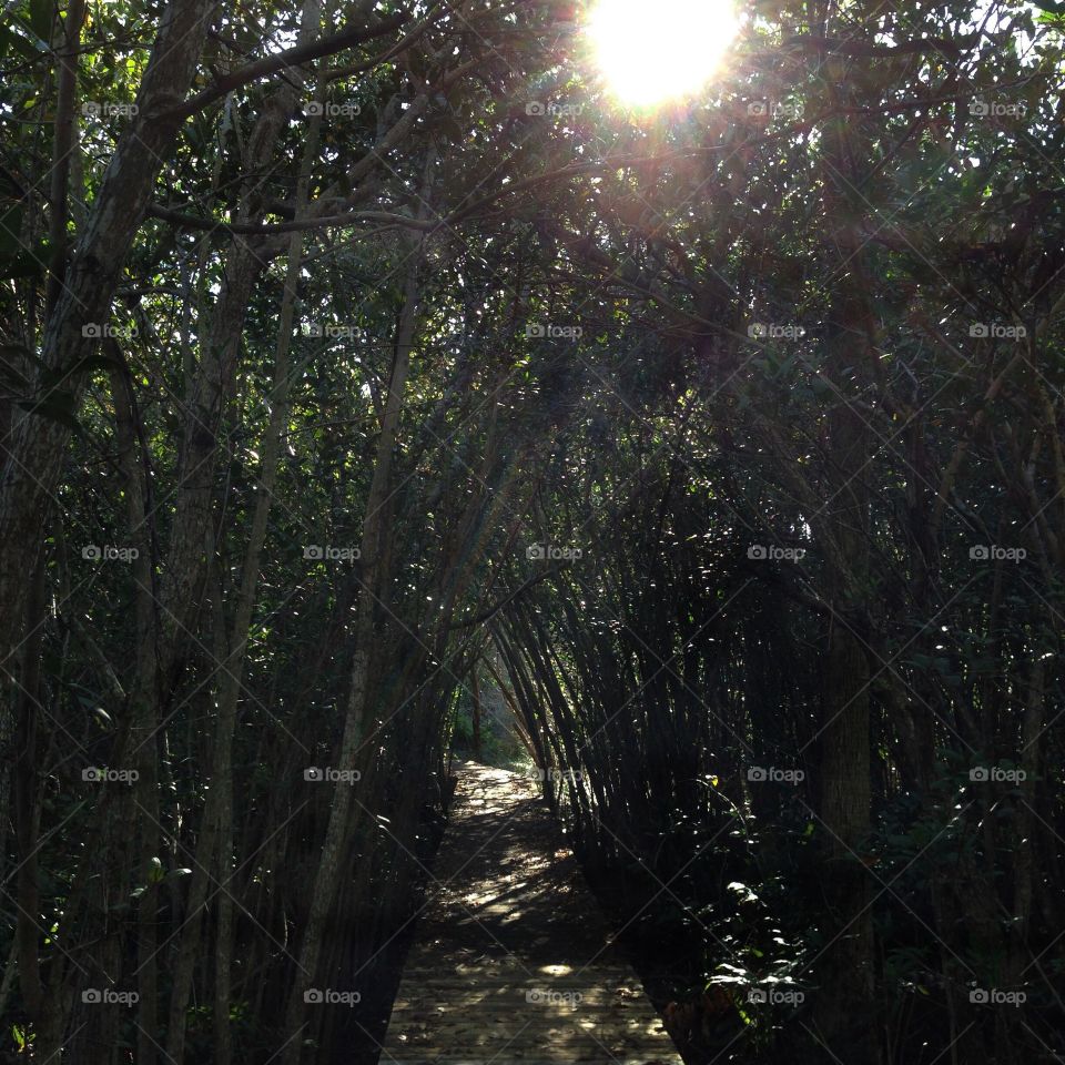 Pathway through the forest 