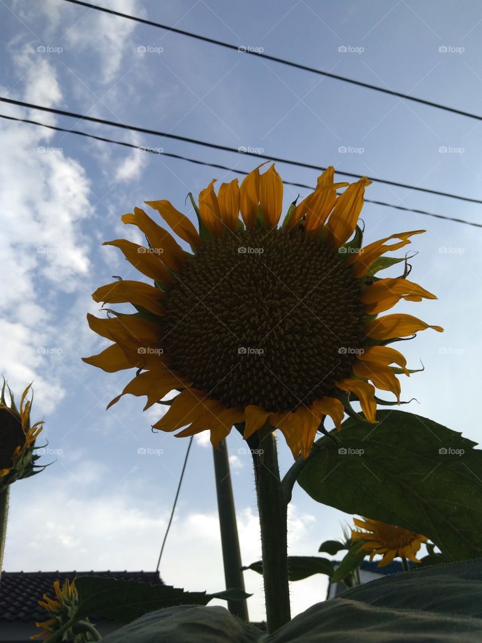 Keindahan bungah matahari