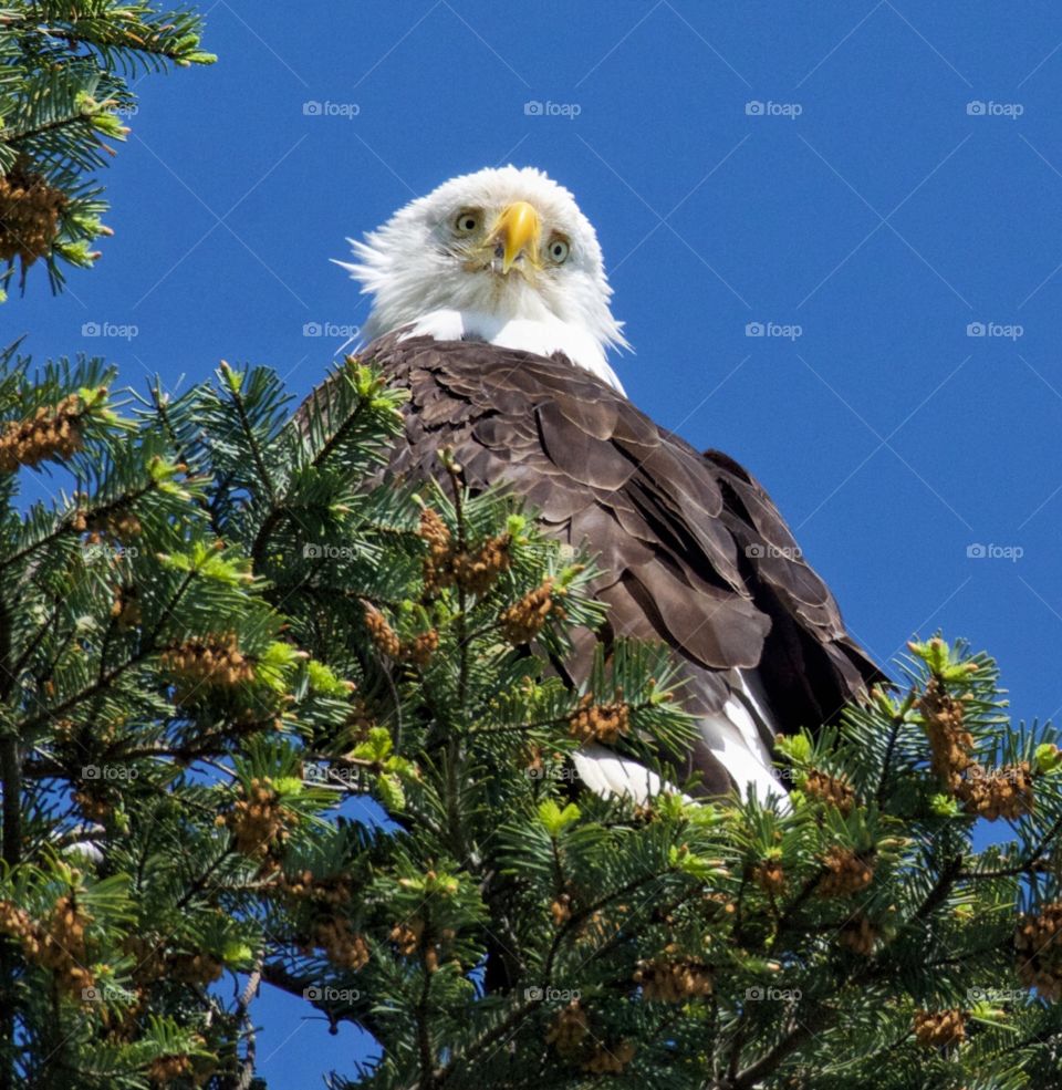 Bald eagle