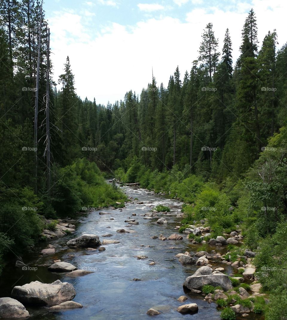 beautiful river with trees