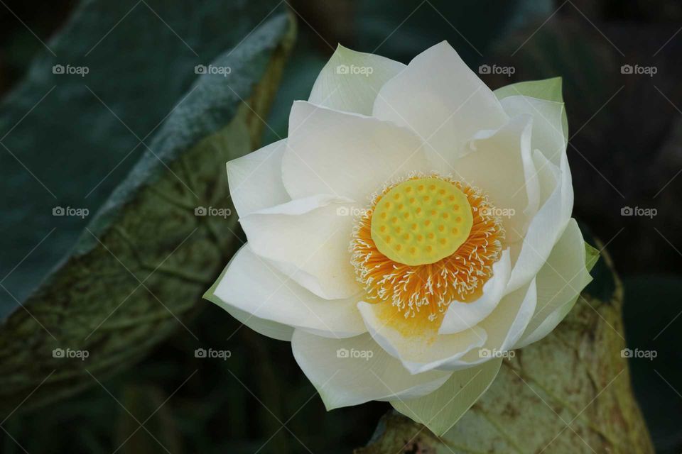 lotus