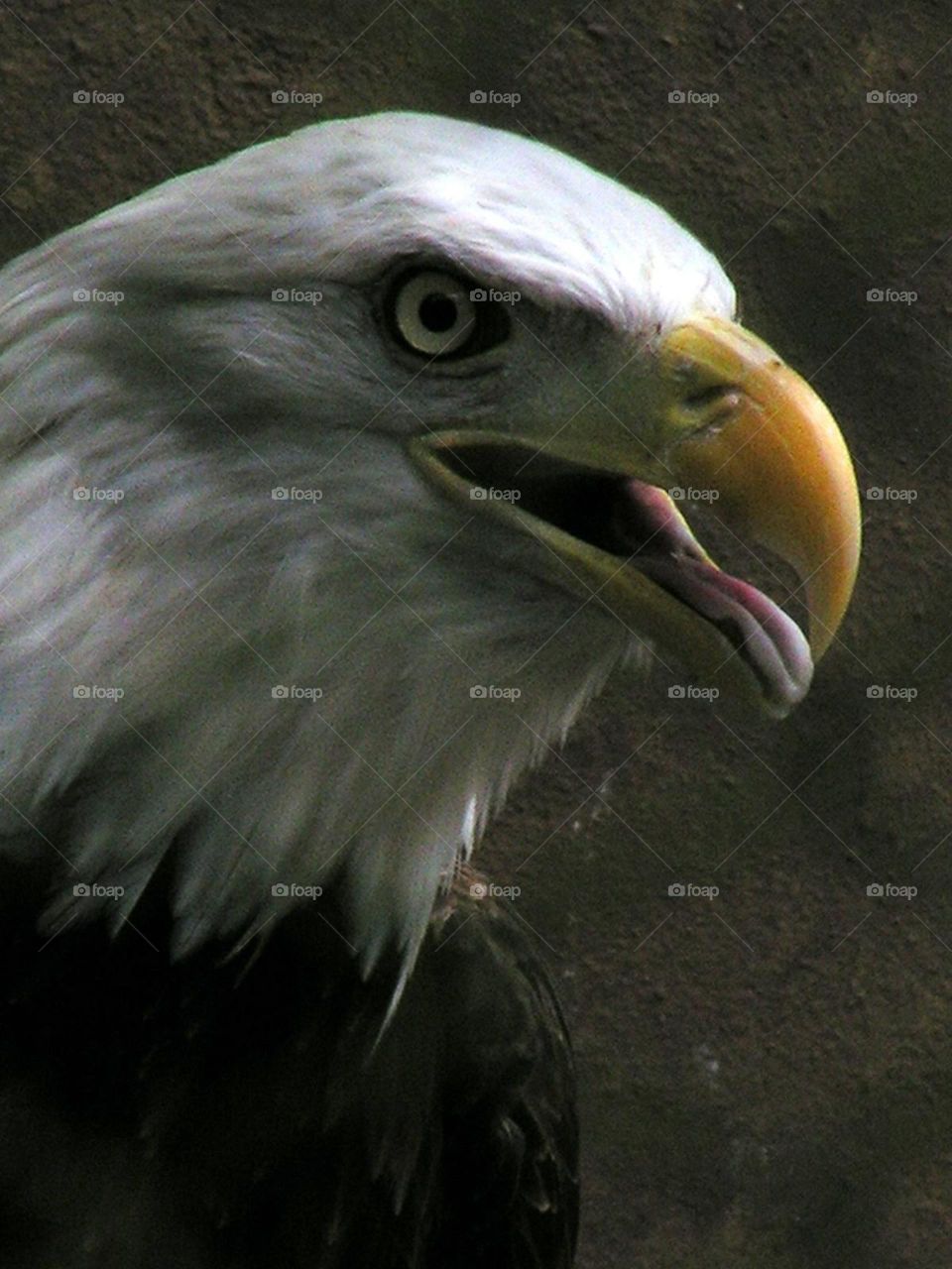Bald Eagle. Up close and personal with a bald eagle. 