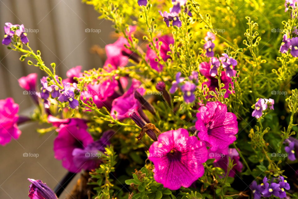 sky flora pink flower by jmsilva59