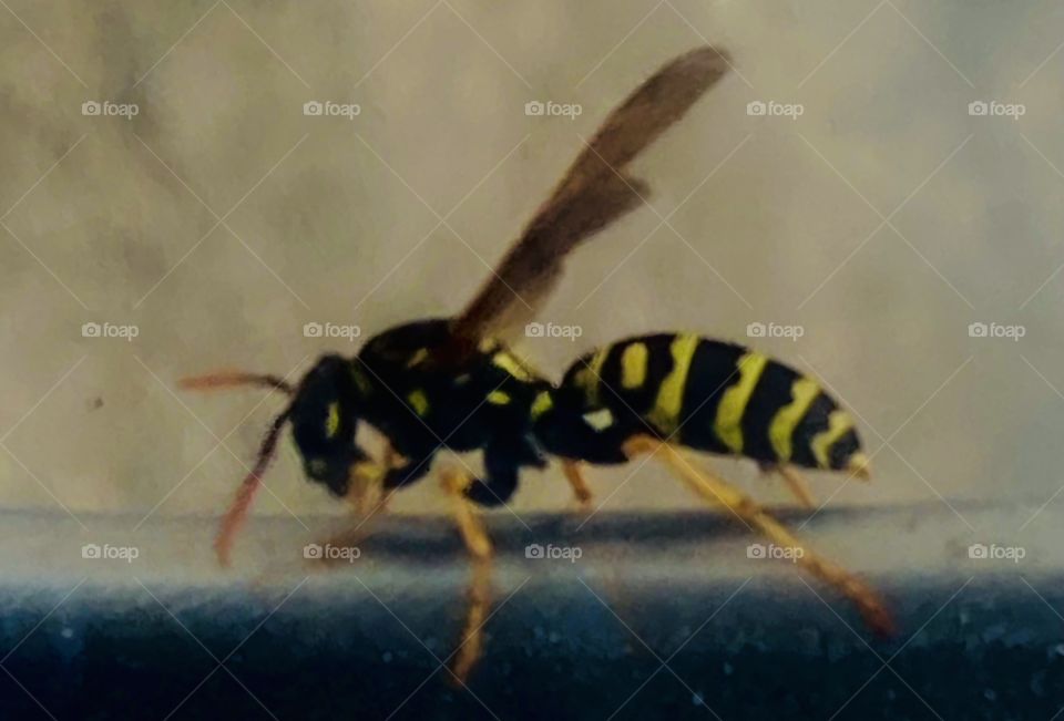 Bee