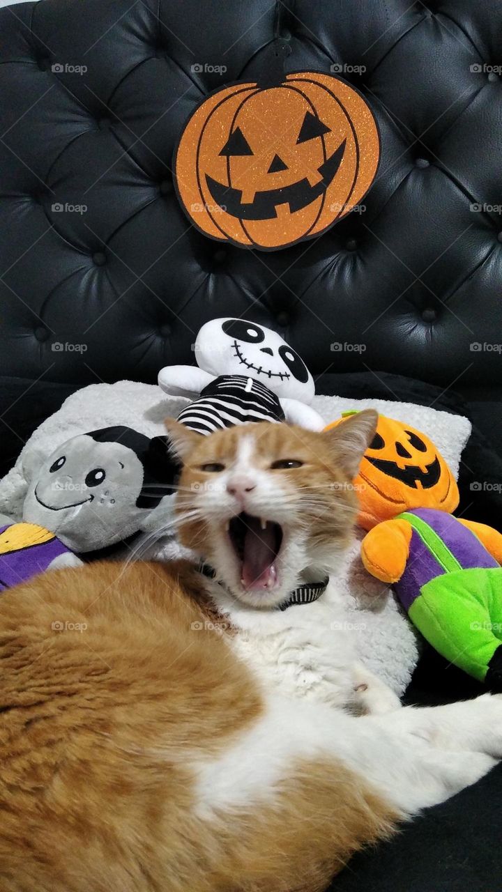 the best halloween bed