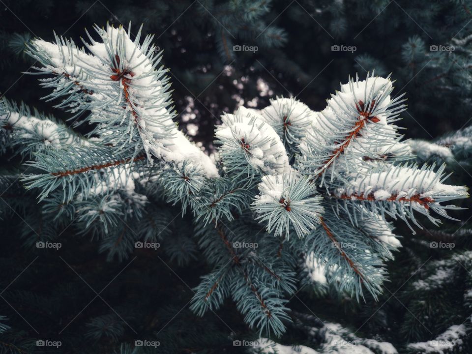 A branch ate in the snow