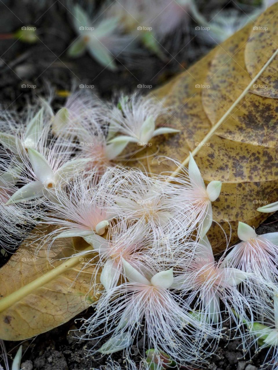 First signs of autumn: fallen flowers and leave of small-leaved barringtonia in early autumn. flowering started at July.