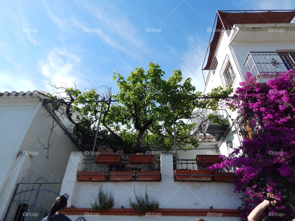 The balcony in Granada, Spain in flower 