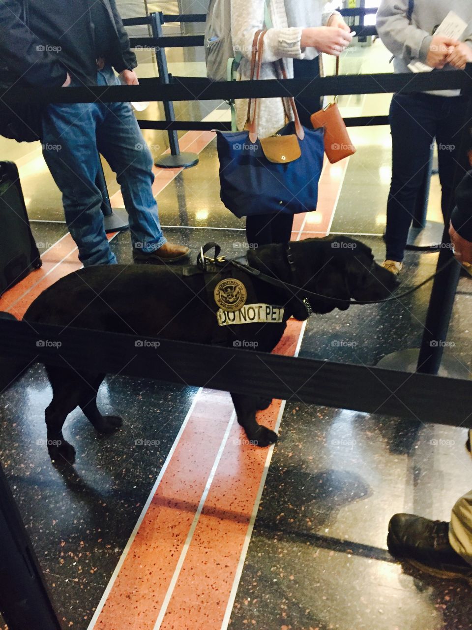 Black Labrador service protection dog