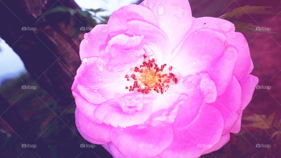 the most beautiful blooming rose flower pink color in my