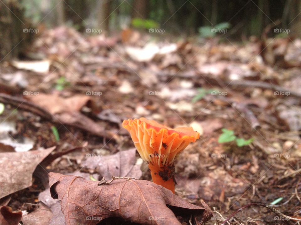 Shroom. Orange mushroom 