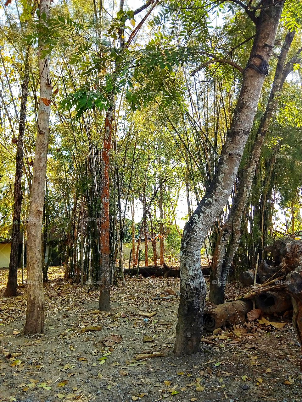 Tree, forest, hut, peaceful, shady, tall tree