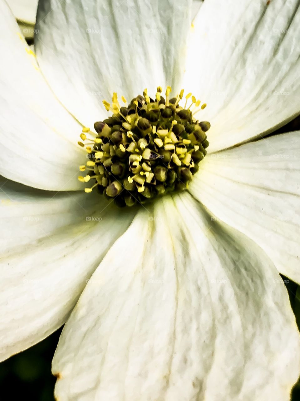 Dogwood 