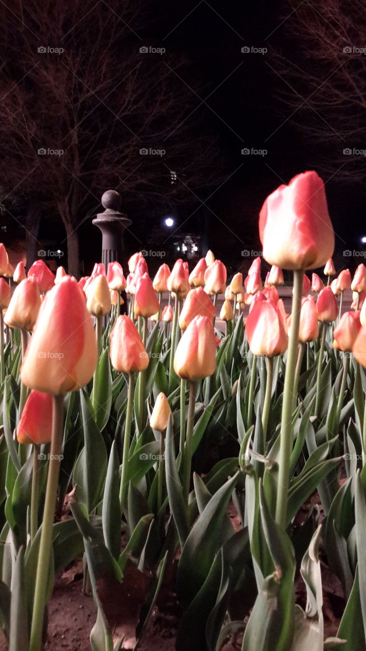 tulips at night. tulips at night