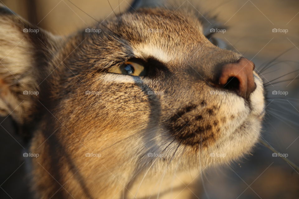 close up view of a wild Caracal at a conservation reserve in namibia