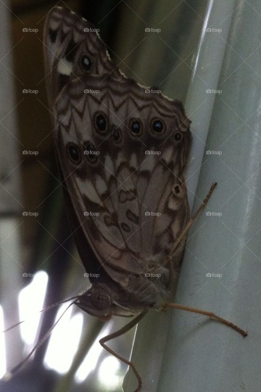 Moth