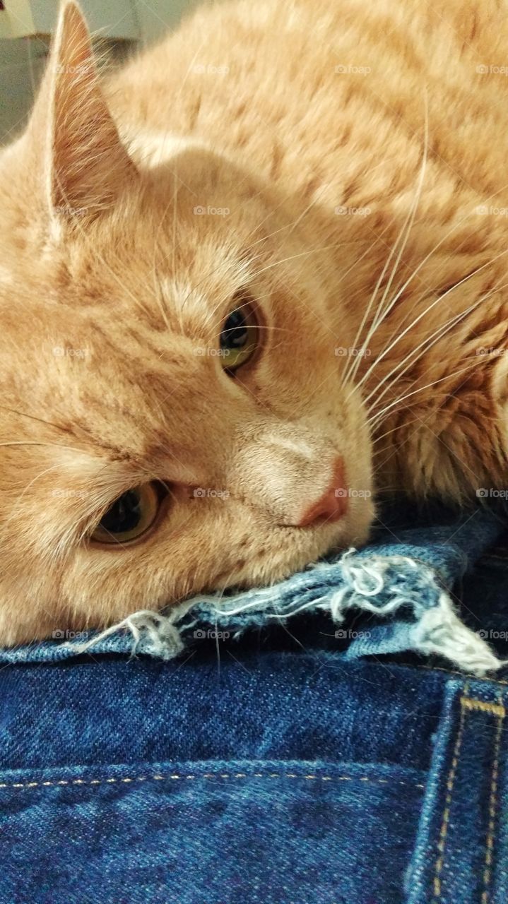 Orange cat lies on a frayed pair of jeans