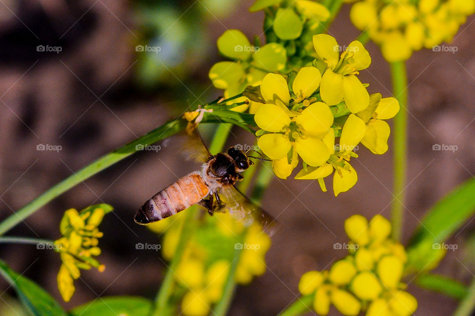 Nature, Insect, Bee, No Person, Leaf