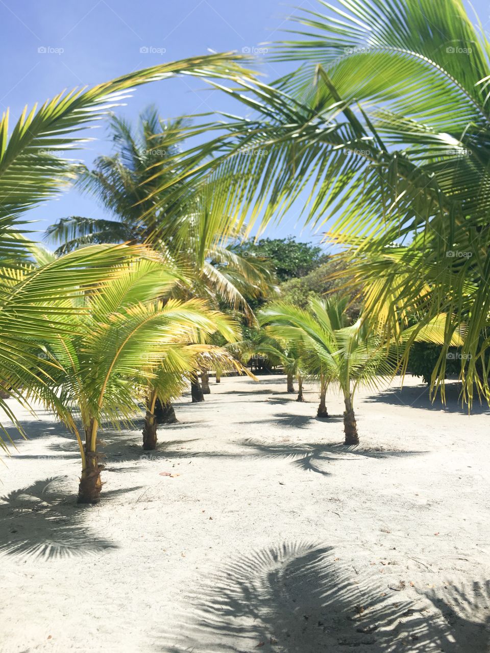 Palm trees at beach