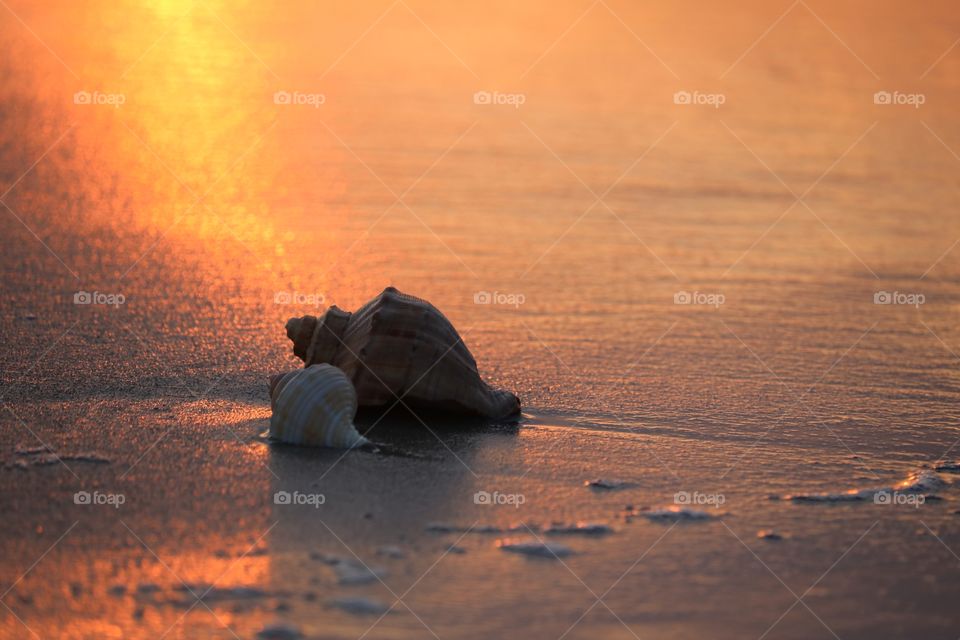 Seashells at beach during sunset