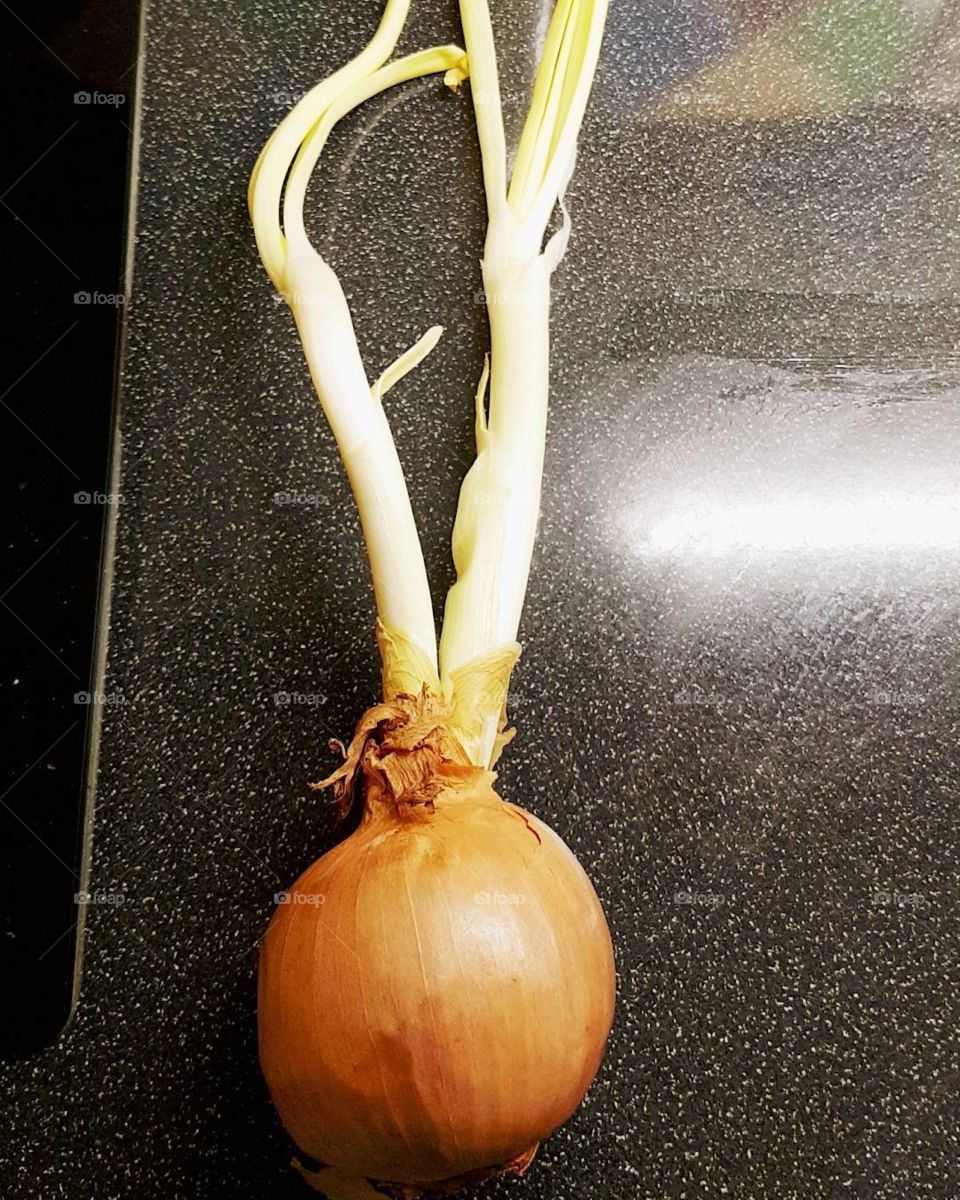 onion