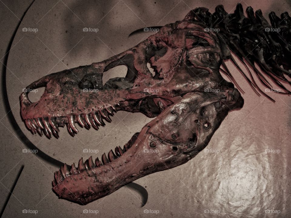 Tyrannosaurus Skull
