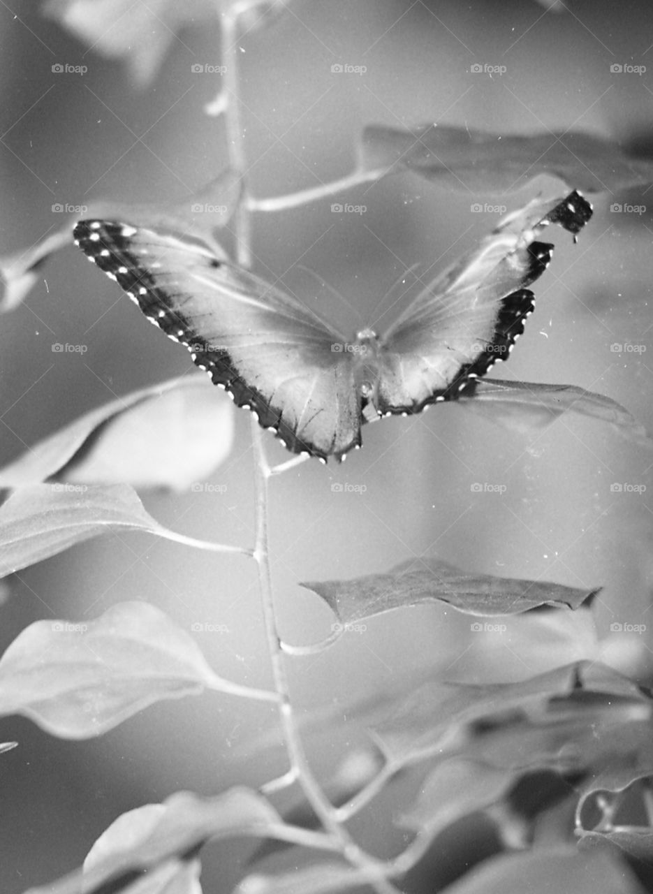 black and white butterfly on a vine