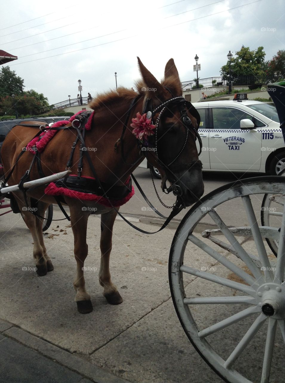 Mule and Carriage 