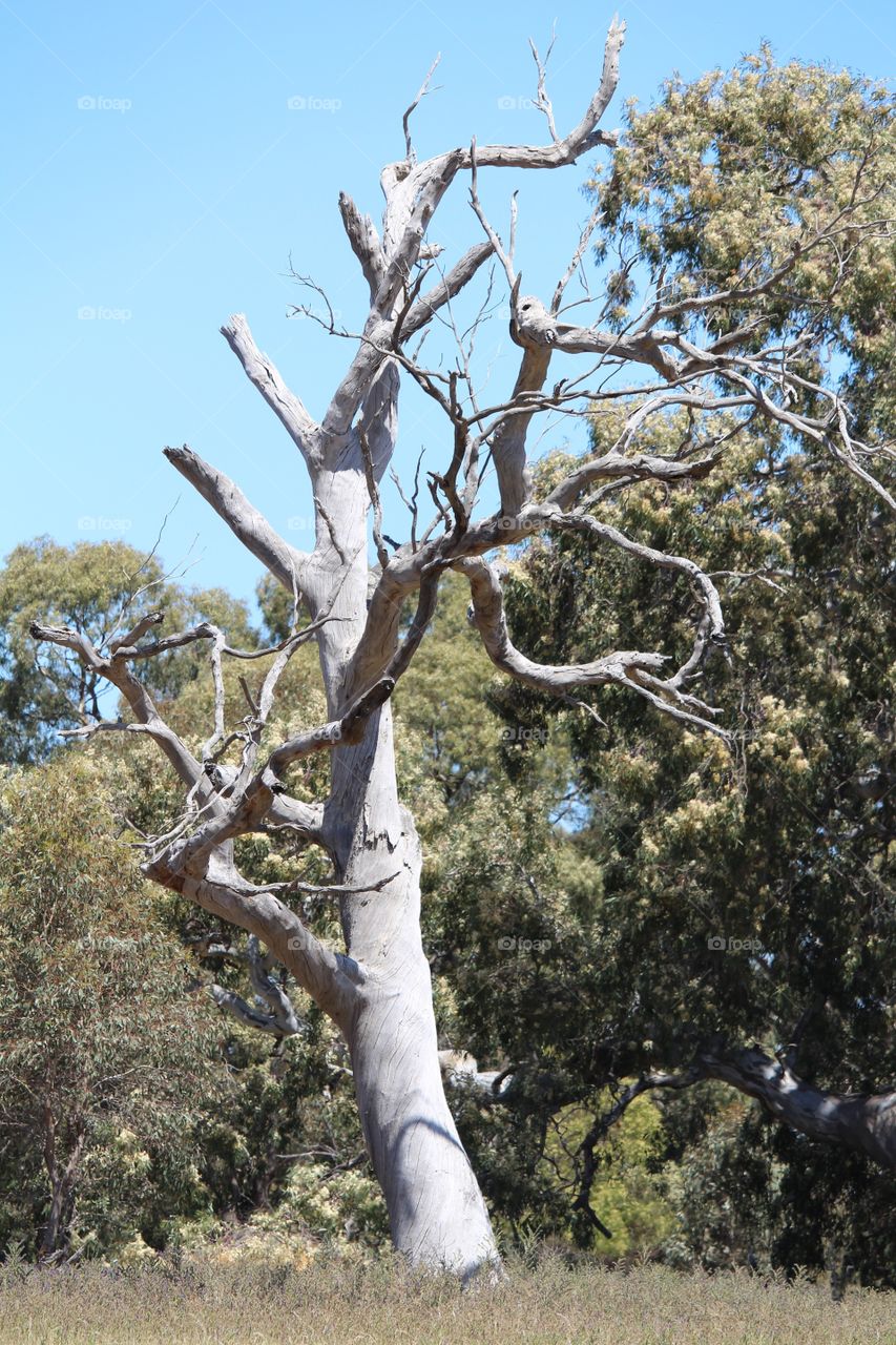 Interesting twists of a dead tree