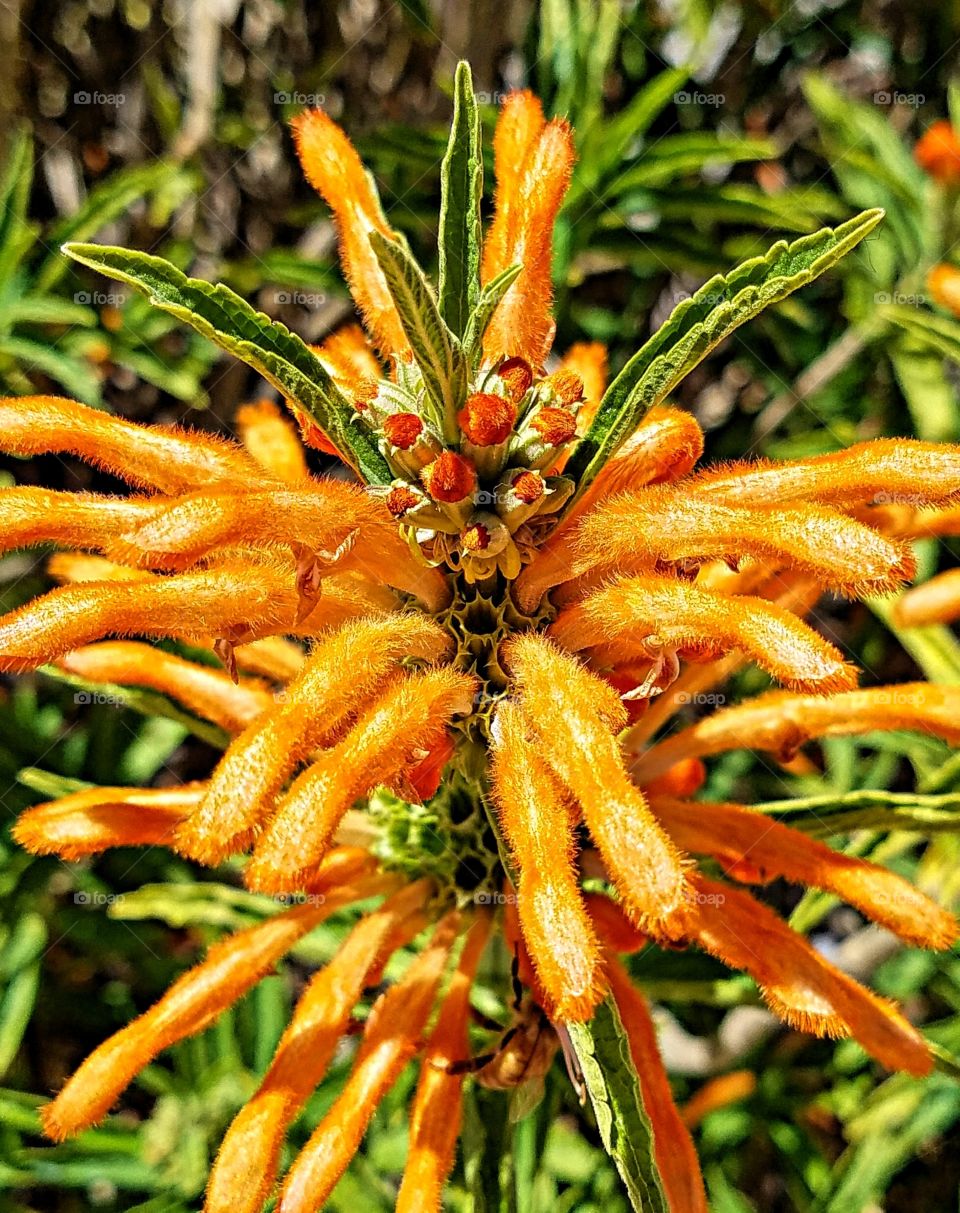 Odd looking Orange flower!  Have no idea what it is but it looks a bit like a tarantula with orange legs.