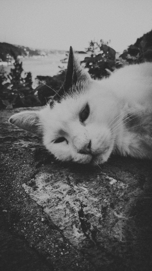 My lazy cat