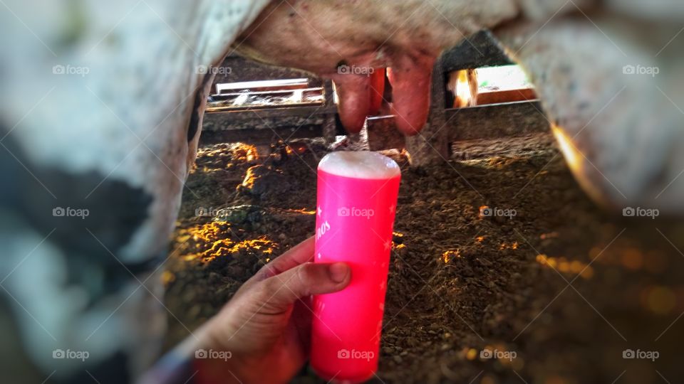 Tirando leite de vaca no curral.