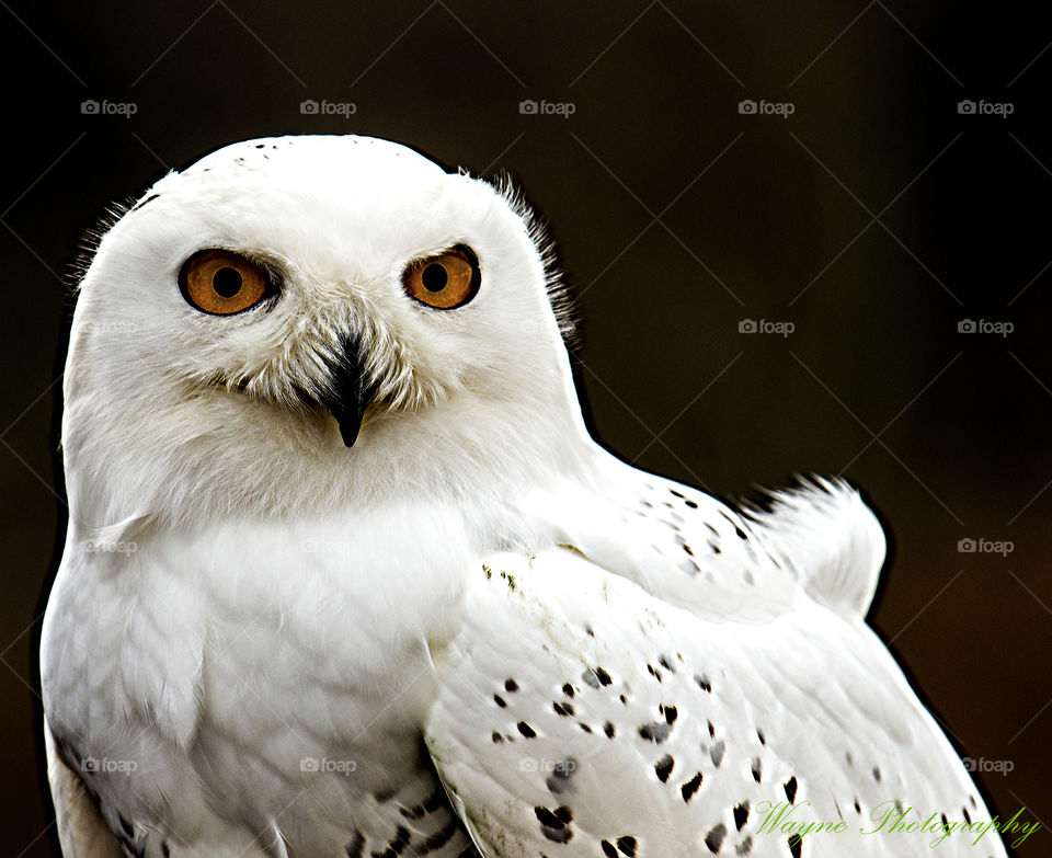 snow owl