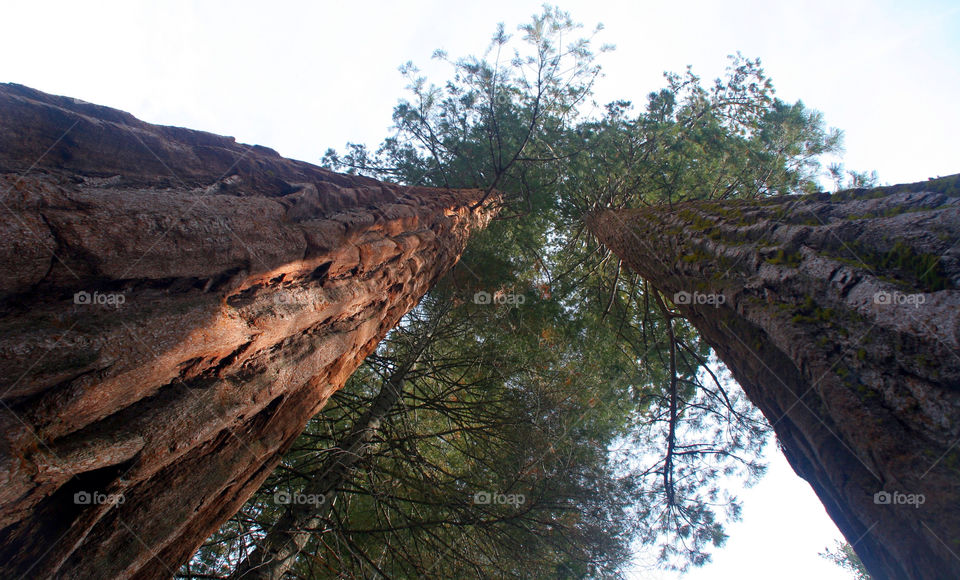 trees park timber usa by kshapley