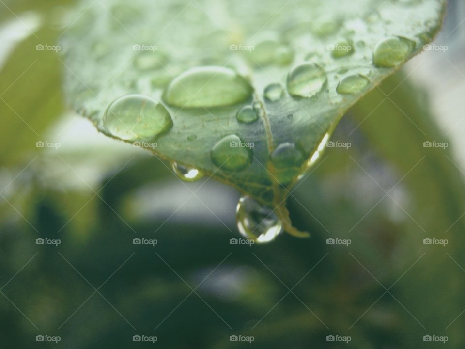 Raindrops on the leaf