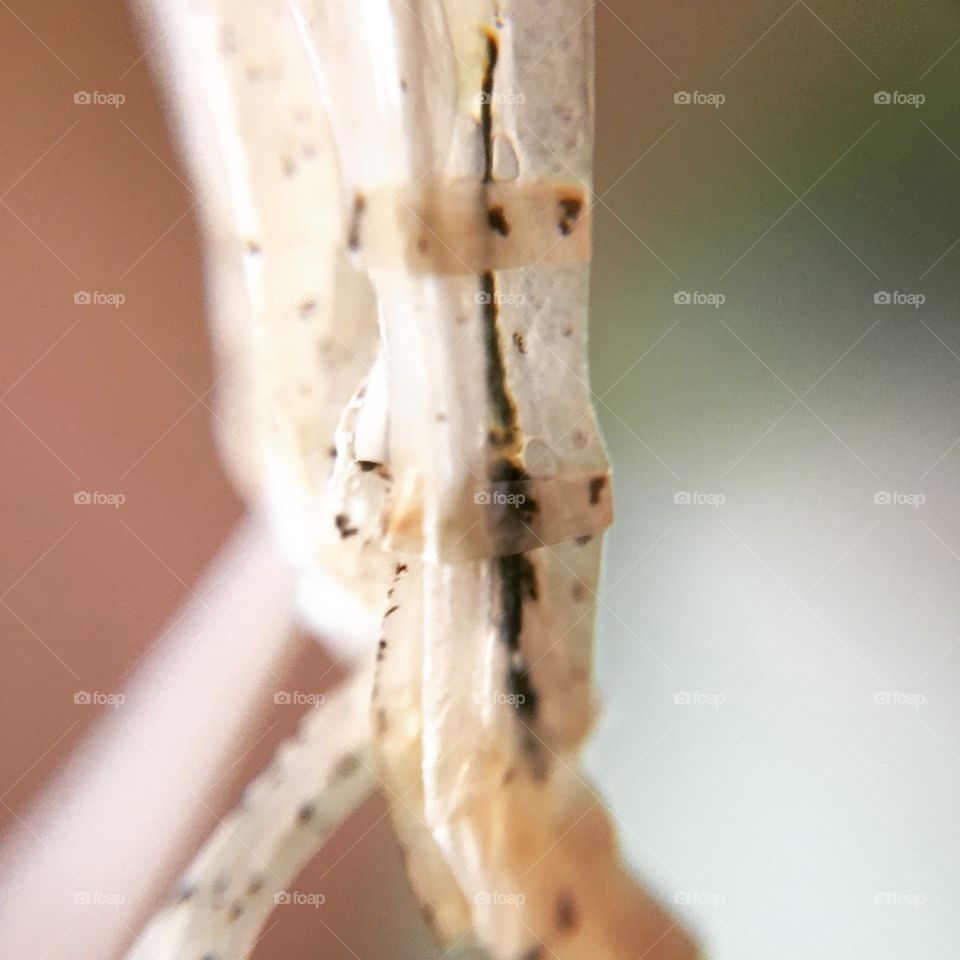 Macro of a phasm skin 