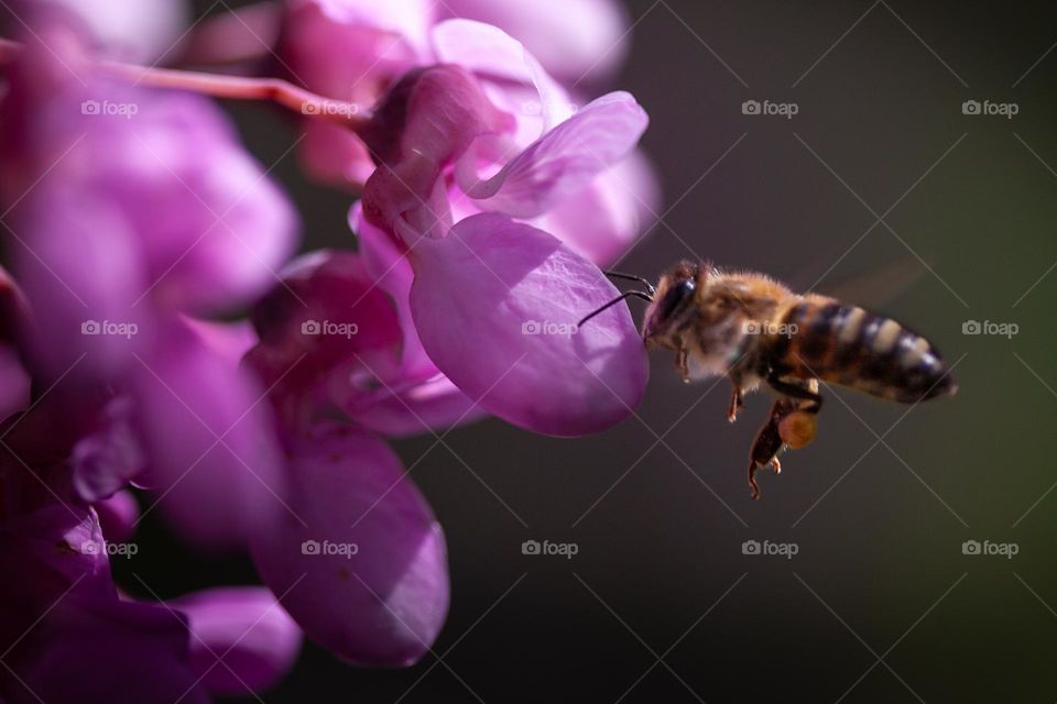 Buzzing bee carrying pollen bags 